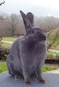 Blaue, vollfarbige Zibbe von Werner Corpataux